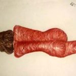 Dessin de l'artiste : une sanguine