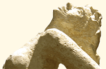 Détail d'"Antigone" : profil du visage